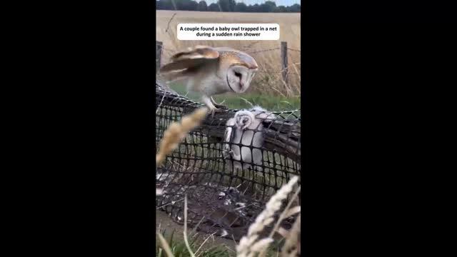 Baby Owl trapped in a net