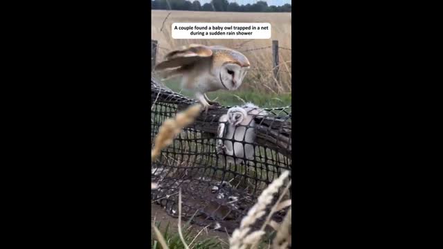 A cople found a baby Owl 